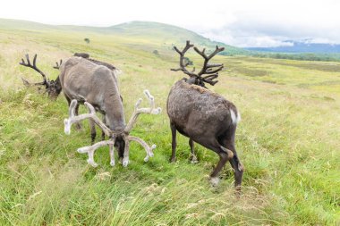 Cairngorm Reindeer Herd serbest çesitli geyik sürüsüdür. 