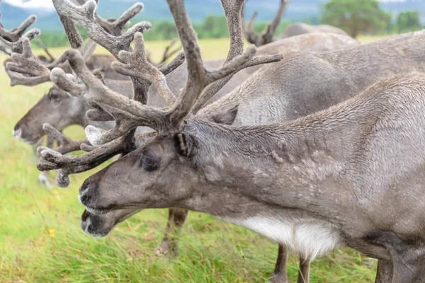 Cairngorm Reindeer Herd serbest çesitli geyik sürüsüdür. Stok Resim