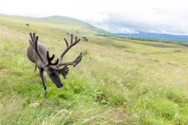 Cairngorm Reindeer Herd serbest çesitli geyik sürüsüdür. 