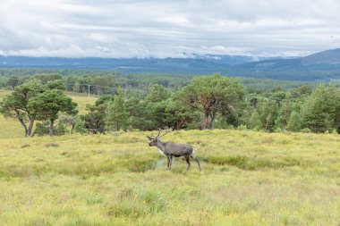 Cairngorm Reindeer Herd serbest çesitli geyik sürüsüdür. 
