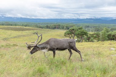 Cairngorm Reindeer Herd serbest çesitli geyik sürüsüdür. 