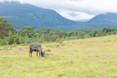 Cairngorm Reindeer Herd serbest çesitli geyik sürüsüdür. 