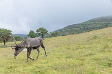 Cairngorm Reindeer Herd serbest çesitli geyik sürüsüdür. 