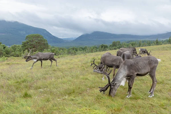 凯恩戈姆驯鹿群是自由放群的驯鹿群 — 图库照片