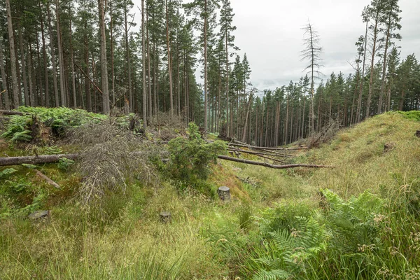 Der Bergwald von Cairngorm nach dem Regen in Schottland — Stockfoto