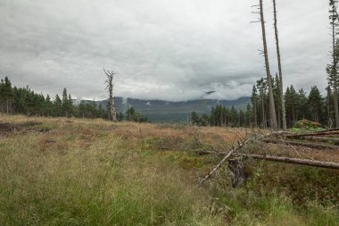 İskoçya'da yağmurdan sonra Cairngorm dağ ormanı