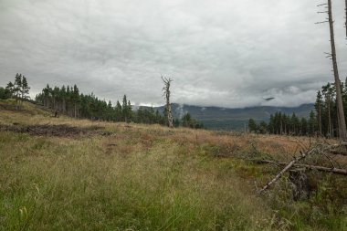 İskoçya'da yağmurdan sonra Cairngorm dağ ormanı
