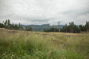 İskoçya'da yağmurdan sonra Cairngorm dağ ormanı