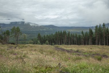İskoçya'da yağmurdan sonra Cairngorm dağ ormanı