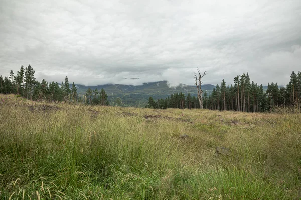 İskoçya'da yağmurdan sonra Cairngorm dağ ormanı
