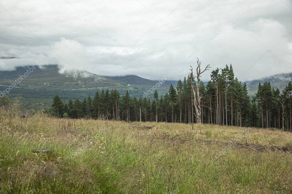 The Cairngorm mountain forest after rain in Scotland