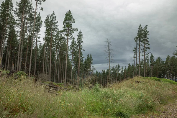 La foresta montana Cairngorm dopo la pioggia in Scozia — Foto Stock