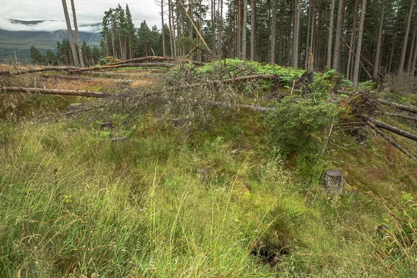 苏格兰雨后的凯恩戈姆山林 — 图库照片