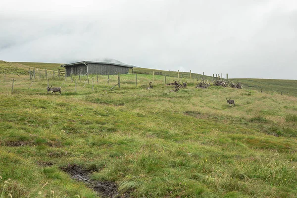 Il Cairngorm Reindeer Herd è una mandria di renne rampicante — Foto Stock