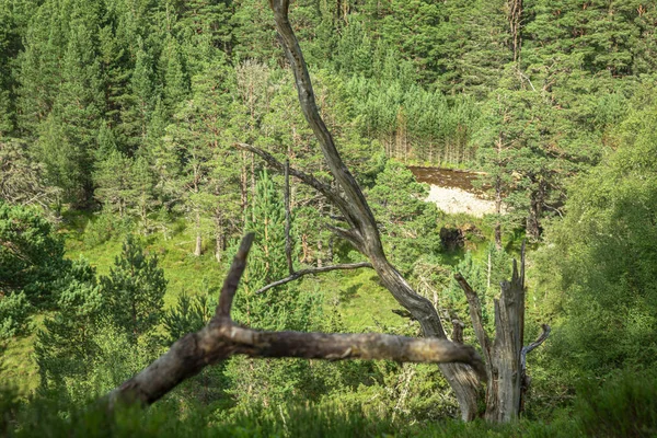 Деревья и река Нети в лесном парке Гленмор, Кэрнгормс — стоковое фото