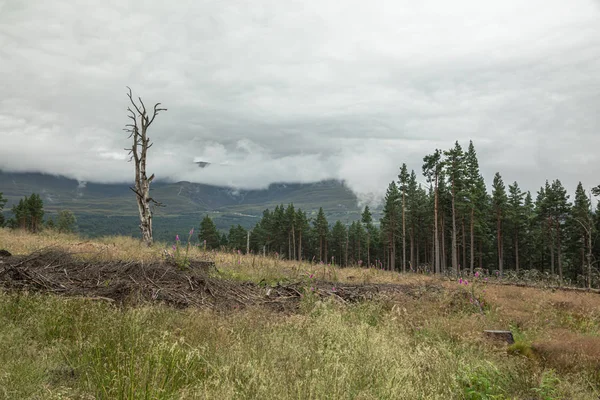 La foresta montana Cairngorm dopo la pioggia in Scozia — Foto Stock