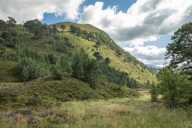 Ağaçlar Glenmore Orman Parkı, İskoç H Cairngorms int