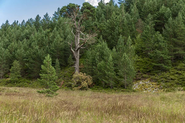 Bomen int het Glenmore Forest Park, Cairngorms in de Scottish H — Stockfoto