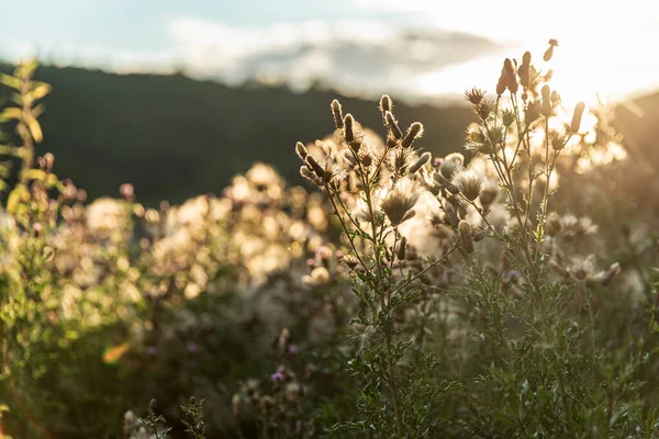 Krása Přírodě Suchá Semena Vysoké Trávy Pozdním Odpoledni Semena Vysoké — Stock fotografie