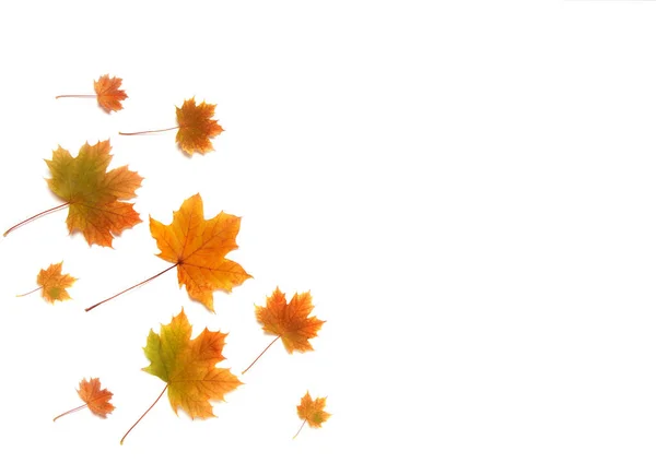 Autumn Composition Frame Made Autumn Maple Leaves White Background Flat — Stock Photo, Image