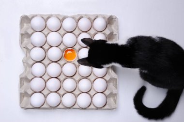 Yumurta ile bir kırık kedi beyaz ahşap zemin üzerine açık kağıt tepsisini.