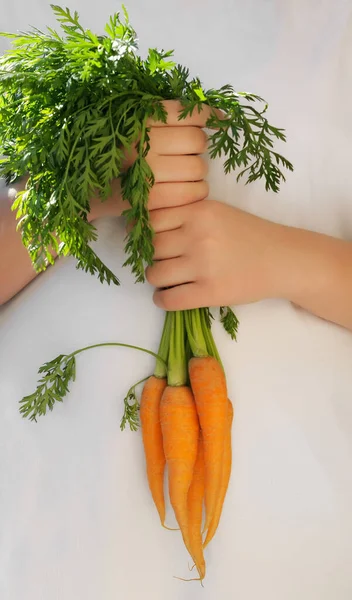 Руки Держащие Свежую Морковь Белом Фоне — стоковое фото