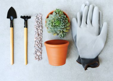 Sempervivum sulu bitkiler ekiyorum. Bitkilerle, iş eldivenleriyle, tırmıkla, çömlekle ve taşlarla dolu bir geçmiş. Yatay, üst görünüm.