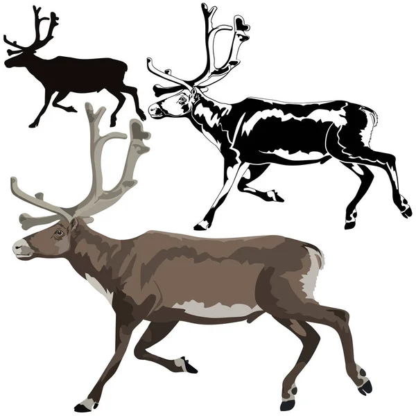 Renifera karibu aka lub Arctic jelenia — Wektor stockowy