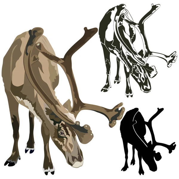 Ren aka caribou eller arktiska rådjur — Stock vektor