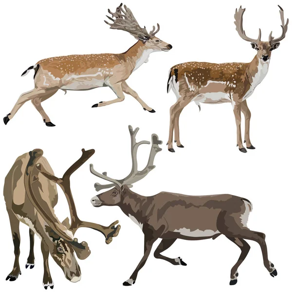 Ciervos y renos de poca profundidad — Archivo Imágenes Vectoriales
