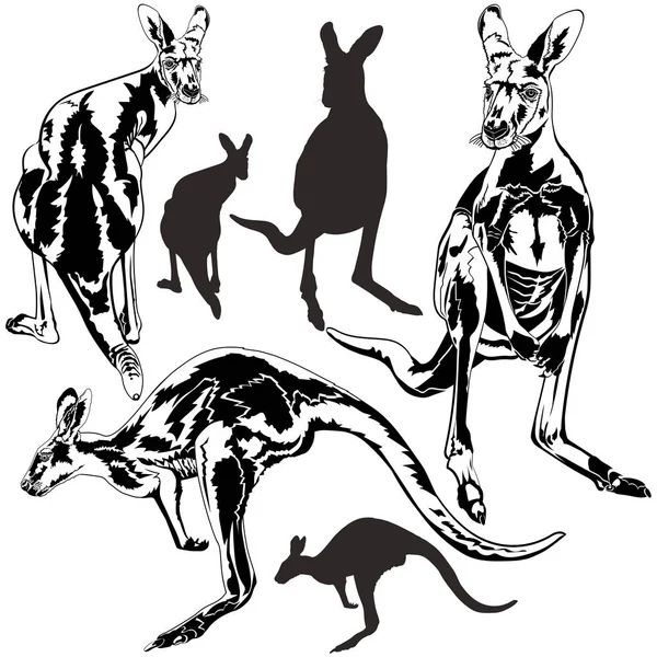 Set of kangaroos on  white — Stock Vector