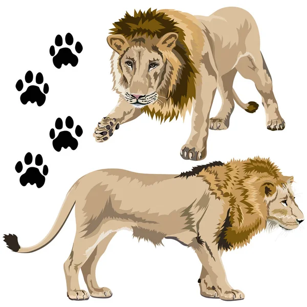 Set of Lions — Stock Vector