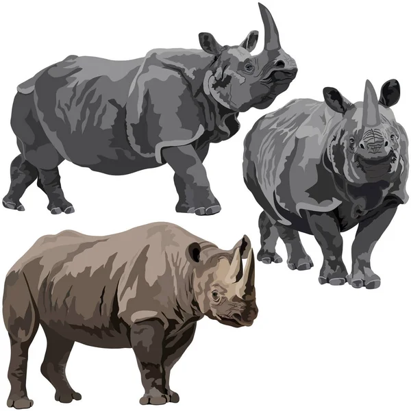 Black and Indian rhinoceros — Stock Vector
