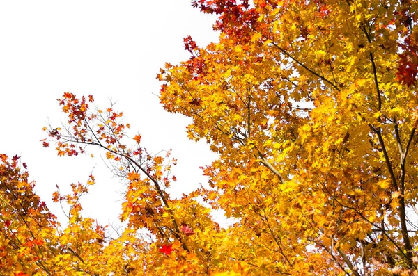 Sonbahar kırmızı, turuncu, sarı akçaağaç beyaz arka plan ile Sonbahar sezonunda Japonya'dan, doğa kavramı bırakır