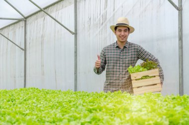 asya genç dostu adam çiftçi başparmak gösteren ve organik hidroponik taze yeşil sebze tutarak sera bahçe kreş çiftliğinde ahşap kutu üretmek, iş çiftçi ve sağlıklı gıda kavramı
