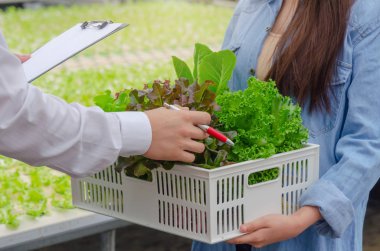 sera bahçe fidanlık, iş çiftçi, sağlıklı gıda kavramı ahşap kutu içinde organik hidroponik taze sebze üretmek tutan genç dostu kadın çiftçi ile rapor kontrol
