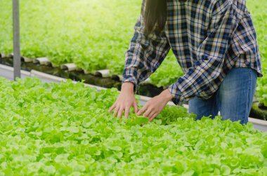 genç asya kadın çiftçi taze yeşil meşe marul salatası kontrol, sera bahçe kreş, tarım iş, organik sebze çiftliği ve sağlıklı gıda kavramı organik hidroponik sebze