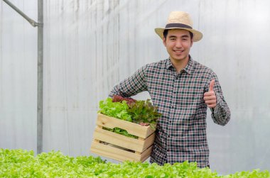 Asyalı genç çiftçi başparmağını kaldırıyor ve organik hidroponik taze yeşil sebzeler tutuyor sera bahçesi çocuk çiftliğinde ahşap kutu üretiyor tarım işi, sağlıklı gıda kavramı.