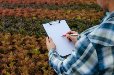 sera bahçesi kreş çiftliğinde pano ve kırmızı meşe organik hidroponik taze sebze ile genç adam çiftçi yazma, akıllı tarım teknolojisi, organik sebze çiftliği ve sağlıklı gıda kavramı