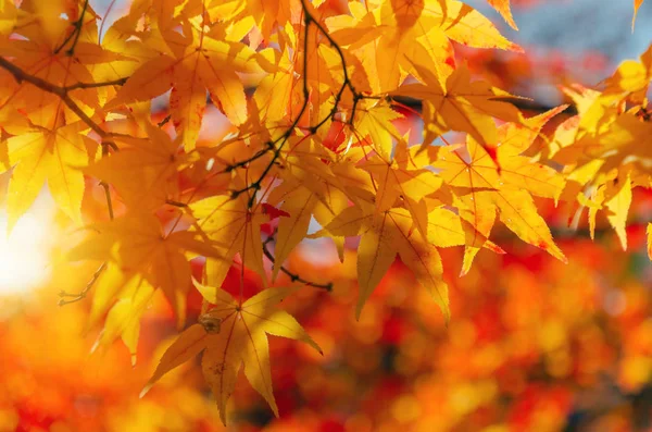 Beautiful Autumn Colorful Red Yellow Maple Leaves Blurred Background Sunrise — Stock Photo, Image