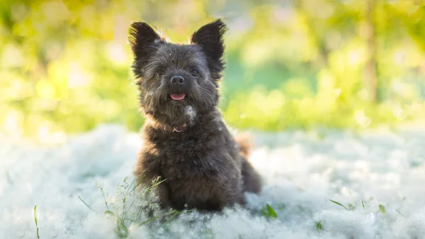İlkbahar ya da yaz aylarında karahindiba kaplı bir tarlada yürüyüş yapan siyah mermer bir dachshund portresi. Köpek kafası otların arasından dışarı bakıyor. Ulusal Köpek Günü