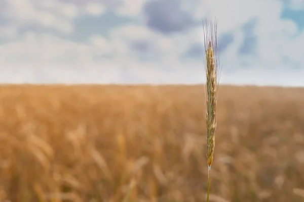 Tarlanın arka planında sarı olgun kulak, tarlalar için uygun, ekmek ve diğer tahıllar hasat