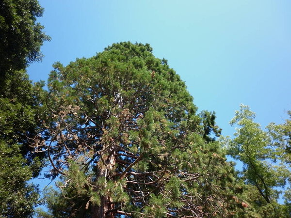 Никитский ботанический сад в Крыму. Ялта. Старое высокое дерево
