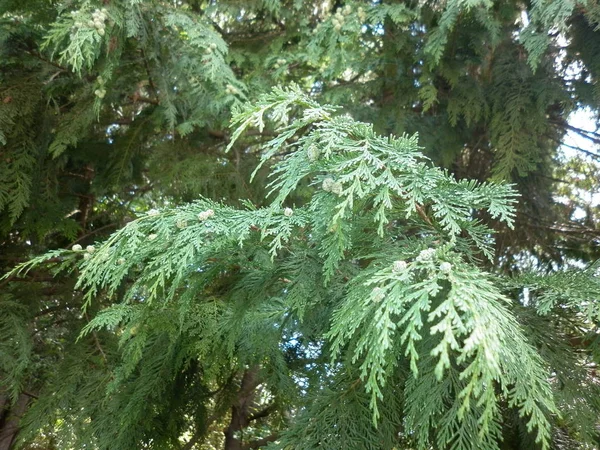 Nikitsky Botanical Garden Crimea Yalta Old Tall Tree — Stock Photo, Image