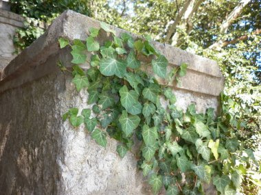 Yeşil arka plan için bırakır. Doğa arka plan. Orman güzel park.