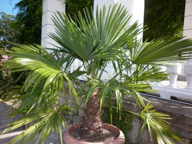 Renkli çiçek ve yaprakları ile güzel çiçek bahçesi. Doğa arka plan.