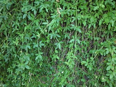 Yeşil arka plan için bırakır. Doğa arka plan. Orman güzel park.