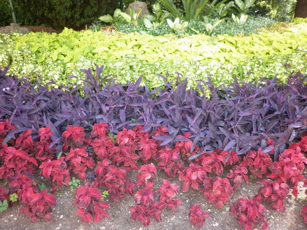 Hermoso Jardín Flores Con Flores Hojas Colores Fondo Naturaleza — Foto de Stock