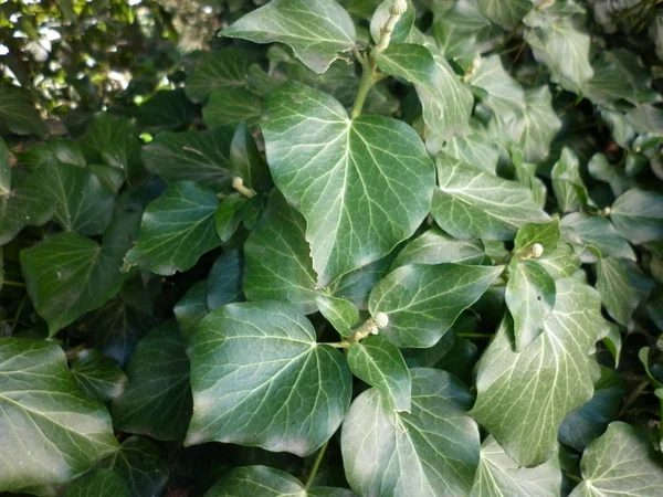 Gröna Blad För Bakgrunden Natur Bakgrund Sommaren Skogspark — Stockfoto