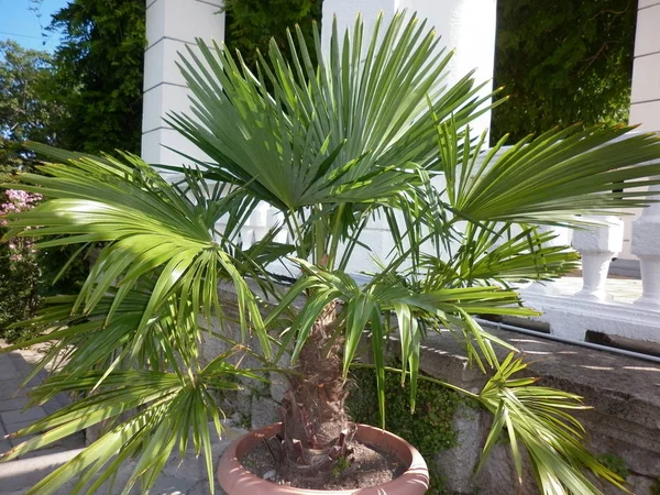 Renkli çiçek ve yaprakları ile güzel çiçek bahçesi. Doğa arka plan.